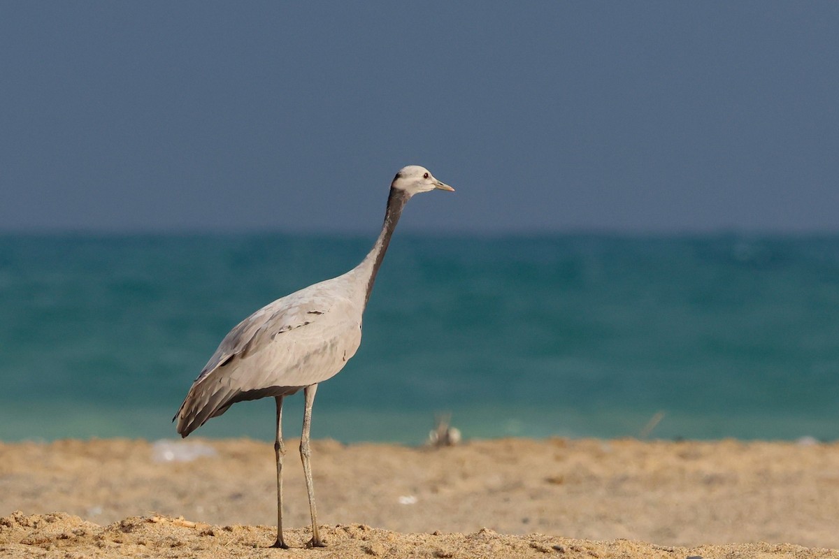 Demoiselle Crane - ML641620059