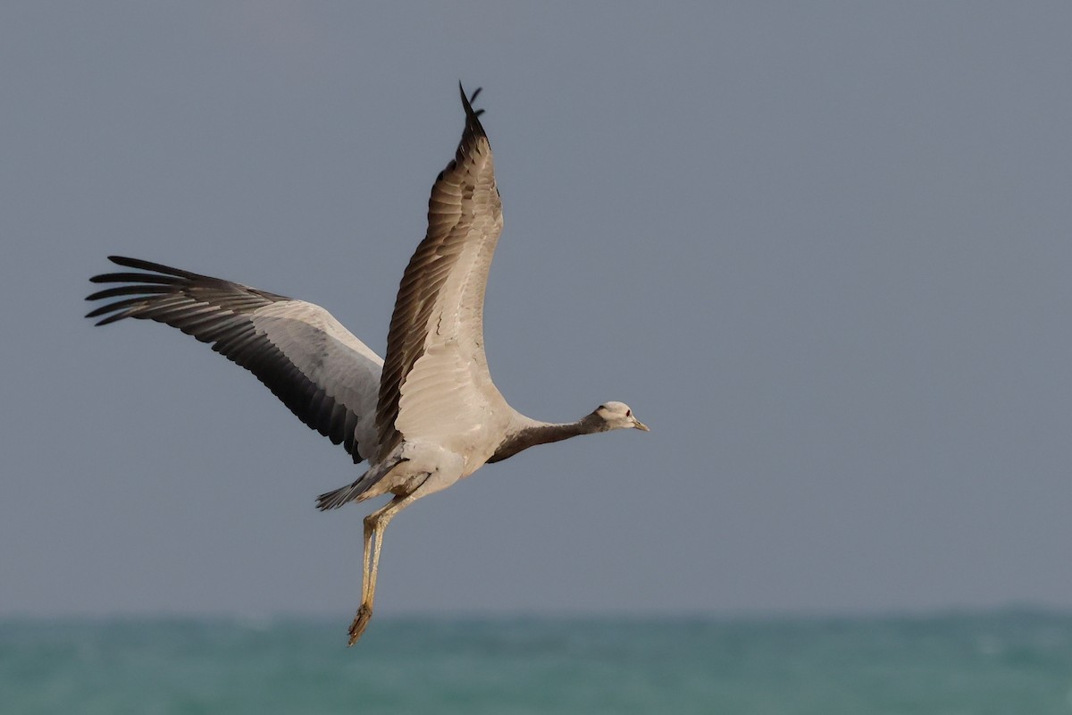 Demoiselle Crane - ML641620060