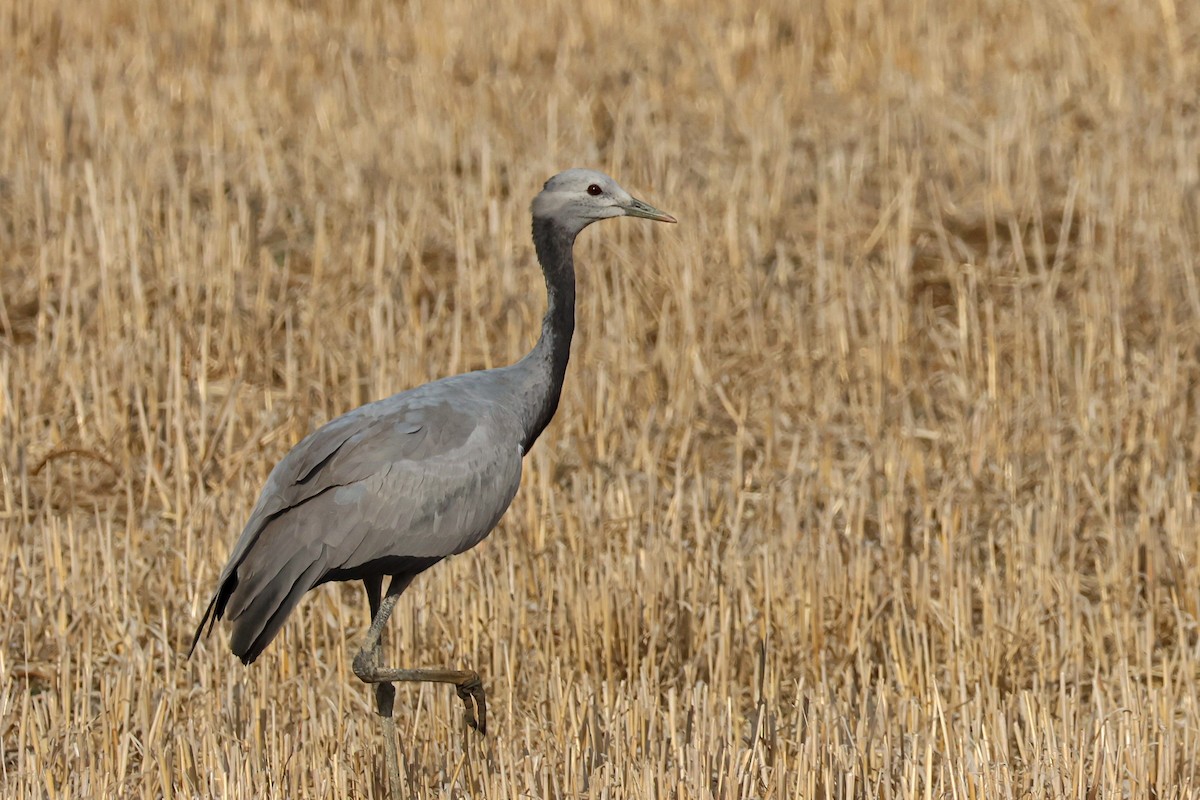 Demoiselle Crane - ML641620061