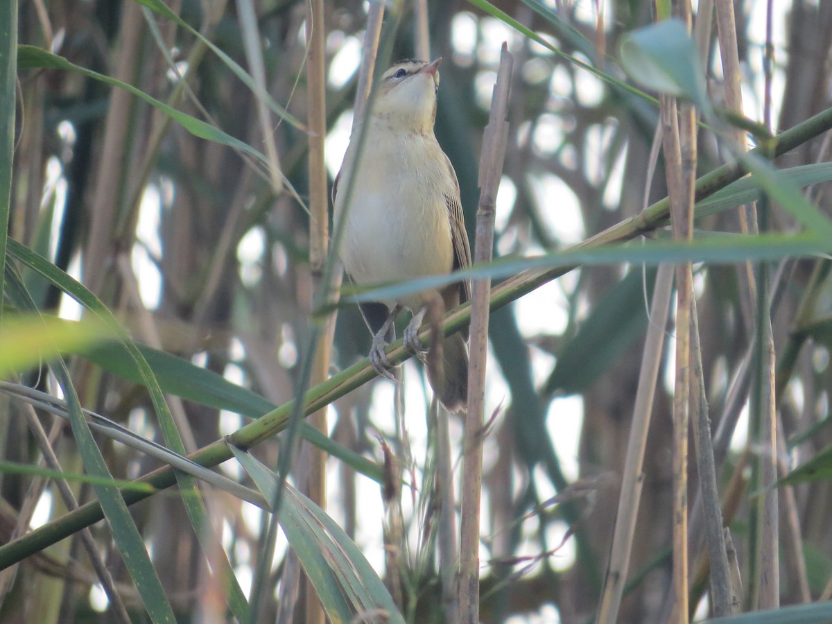 Sedge Warbler - ML641620090