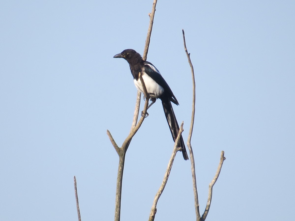 Eurasian Magpie - ML641620098