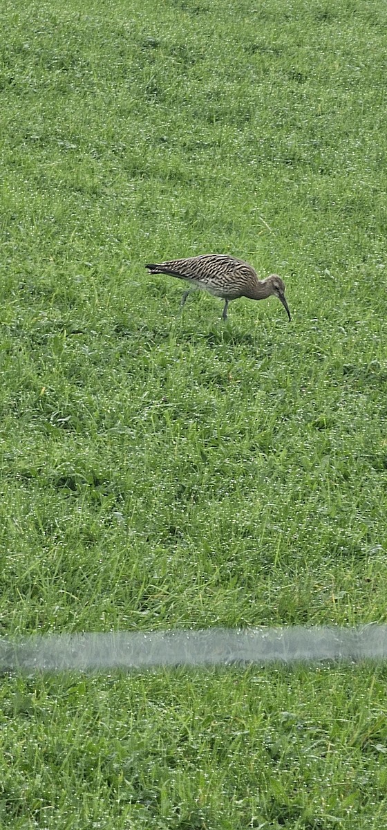 Eurasian Curlew - ML641620107