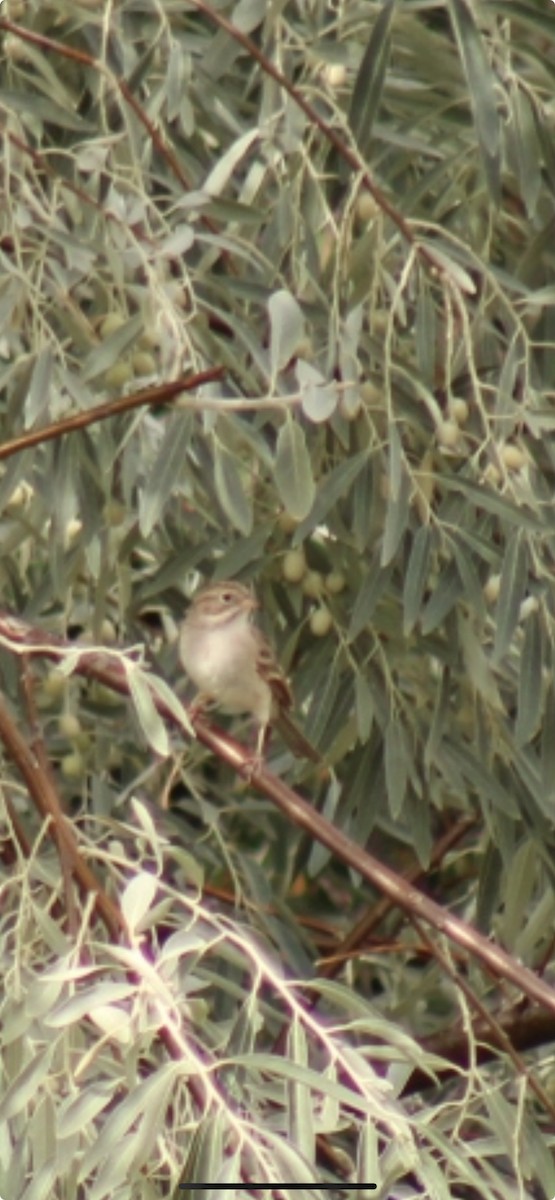 Clay-colored Sparrow - ML641620108
