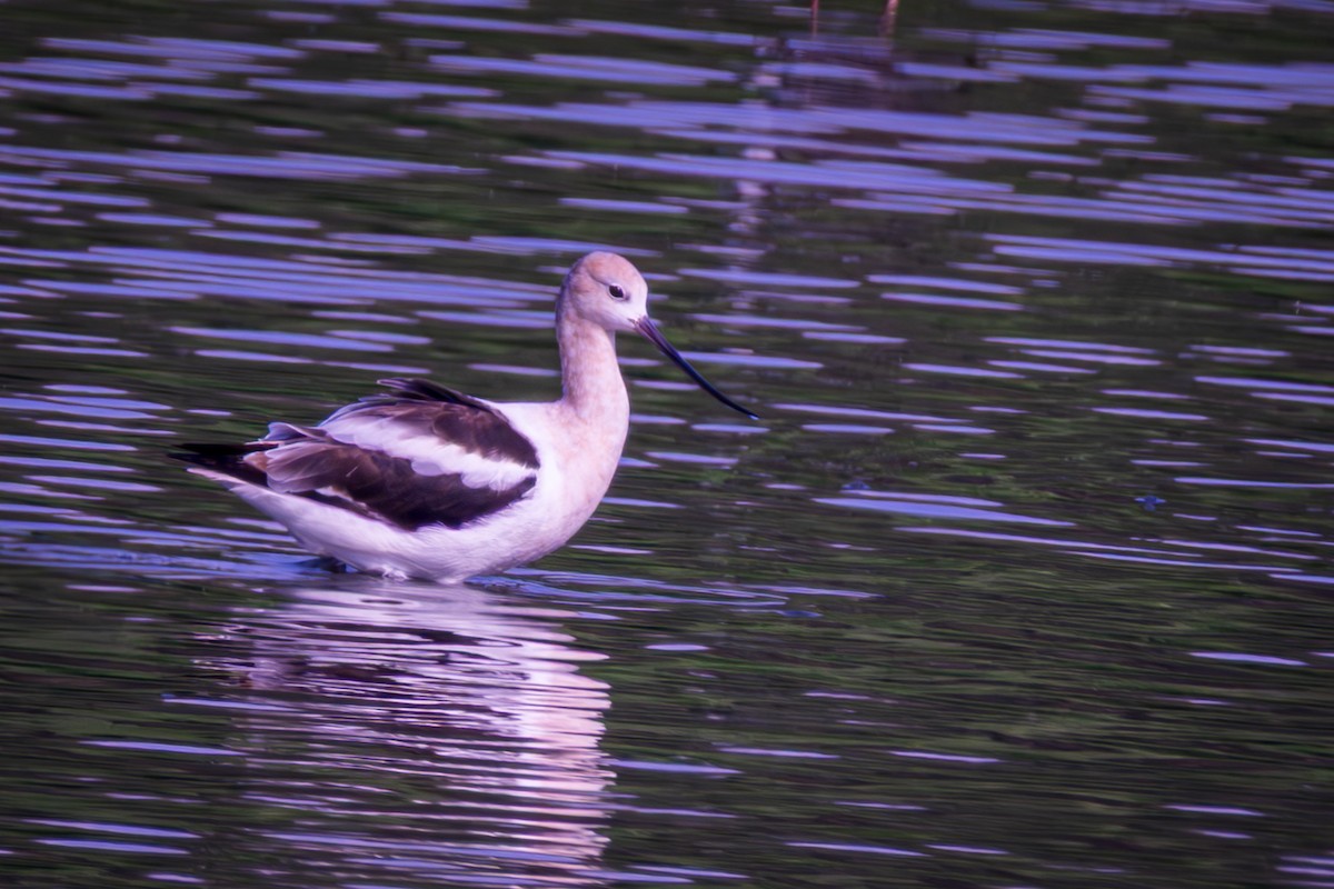 American Avocet - ML641620120