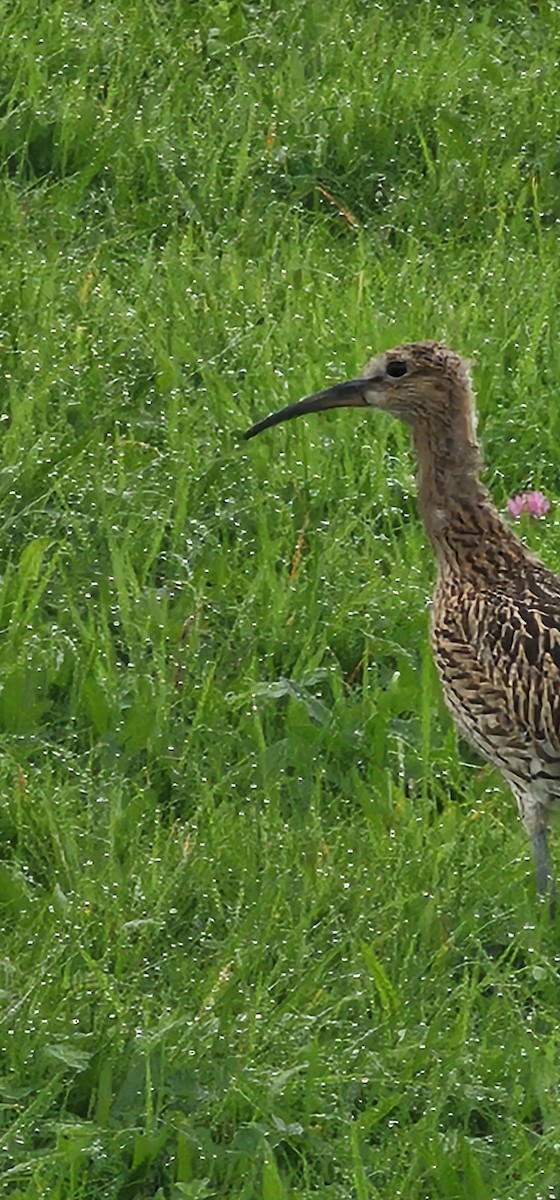 Eurasian Curlew - ML641620121