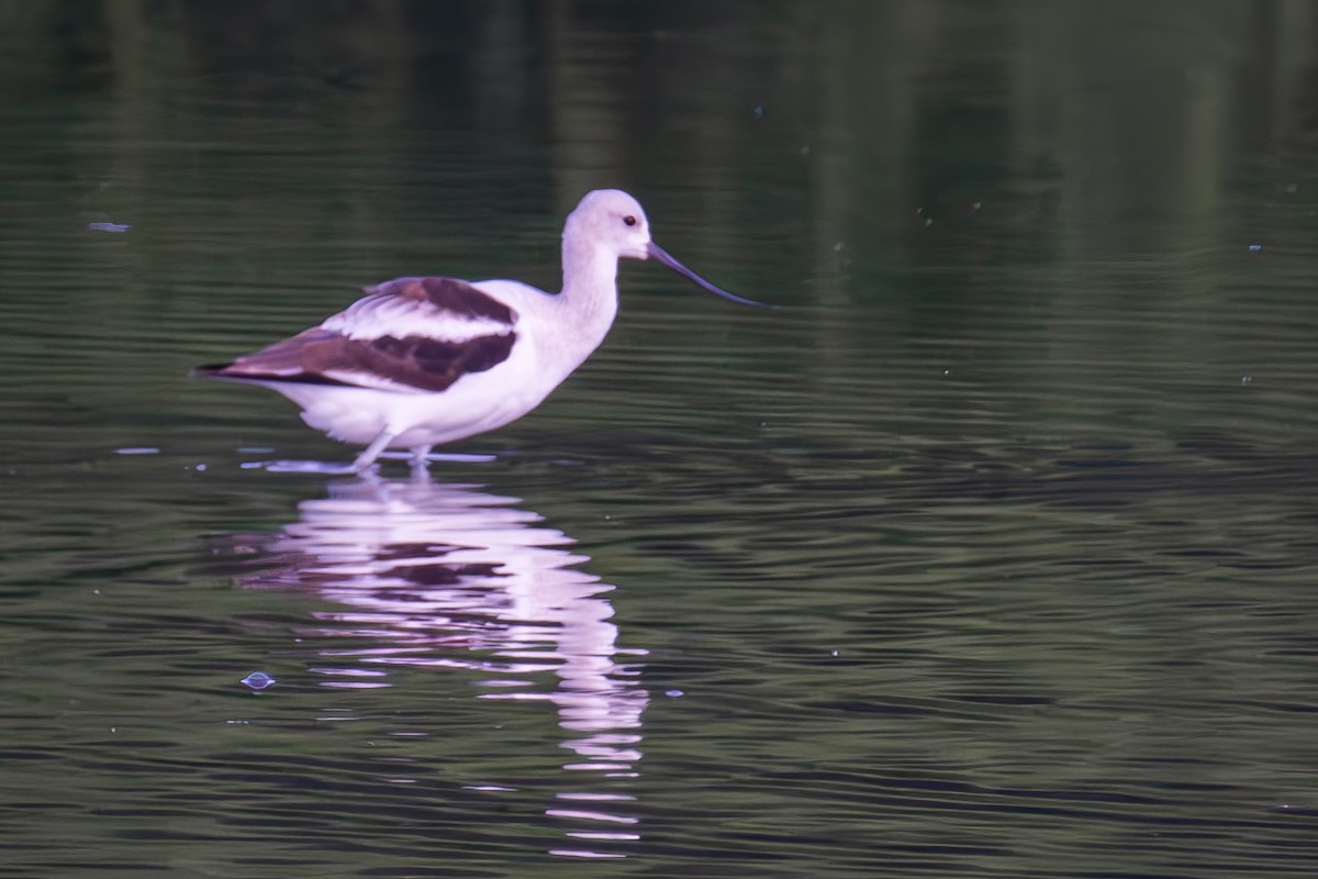 American Avocet - ML641620137