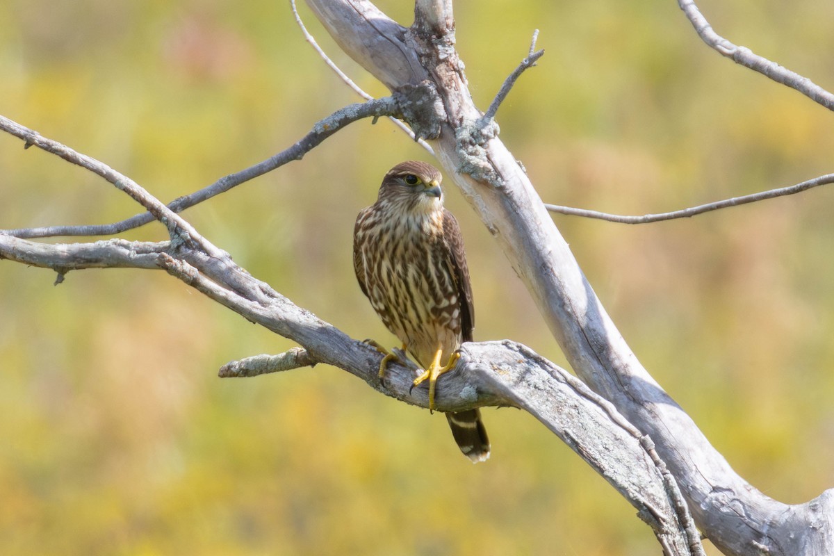 Merlin - ML641620147