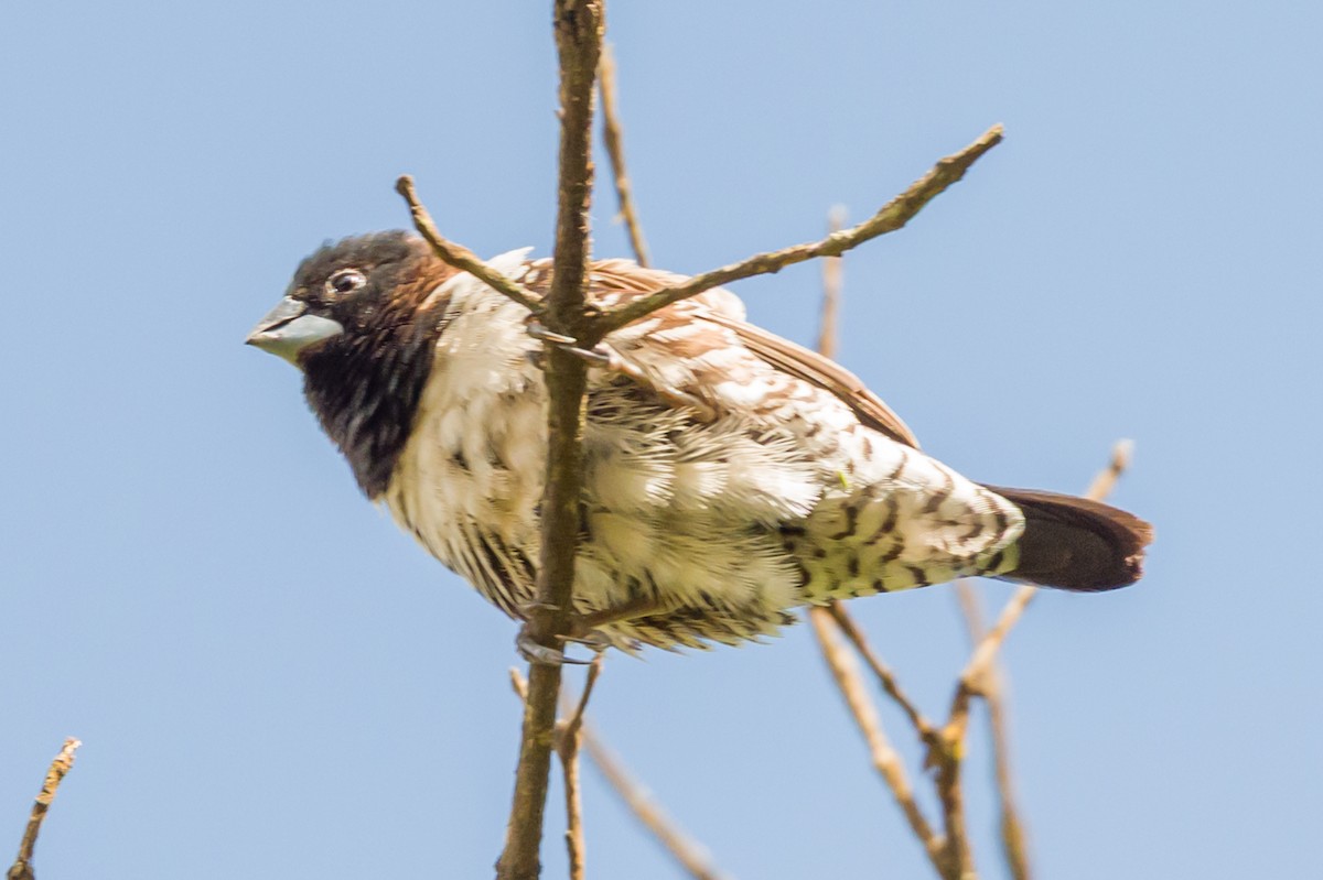 Kleinelsterchen - ML641620150