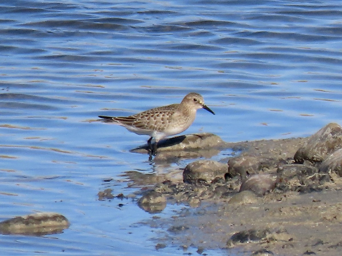 Baird's Sandpiper - ML641620182