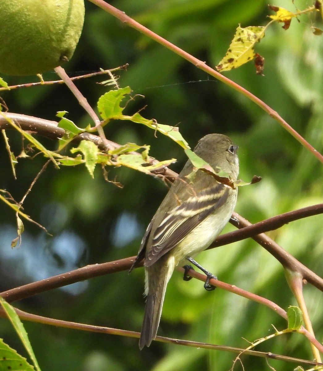 Alder Flycatcher - ML641620211