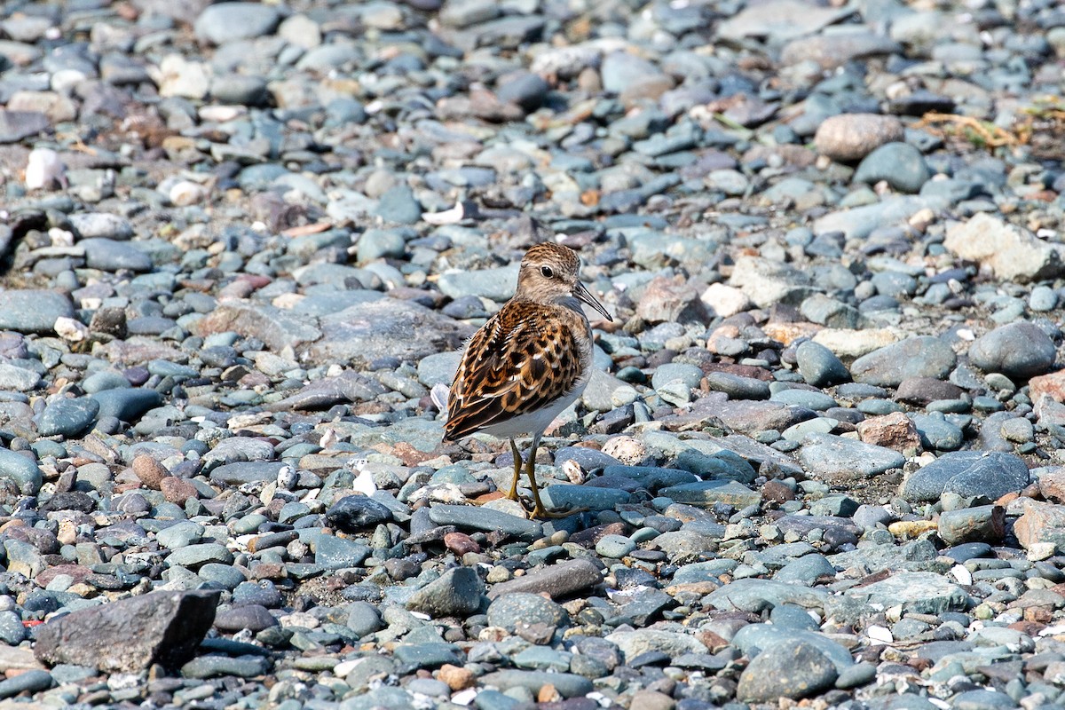 Least Sandpiper - ML641620234