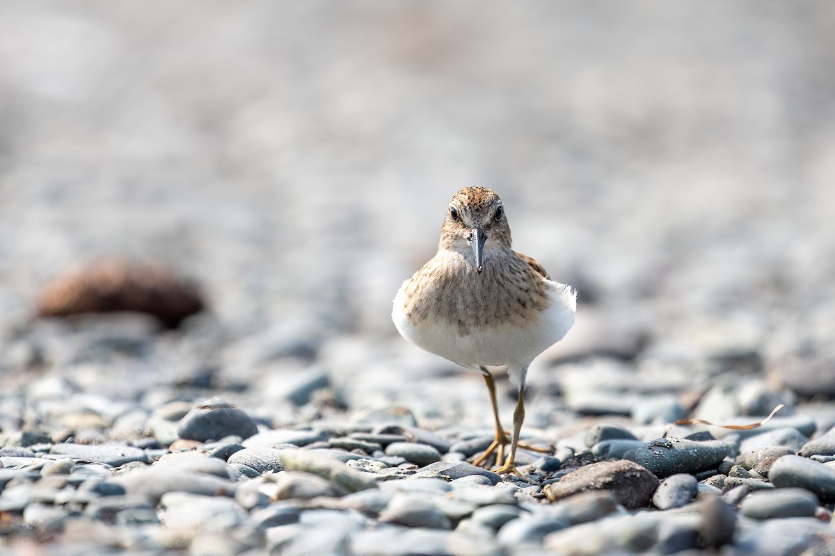 Least Sandpiper - ML641620242