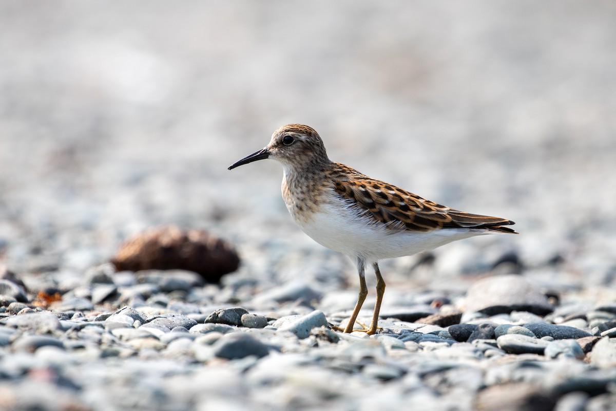 Least Sandpiper - ML641620245