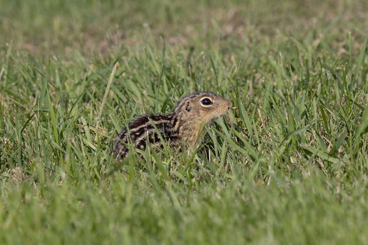 Mammals - ML641620247