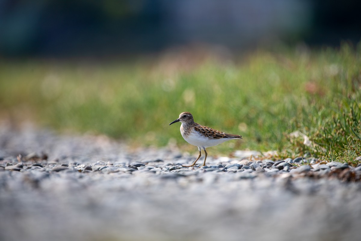 Least Sandpiper - ML641620249