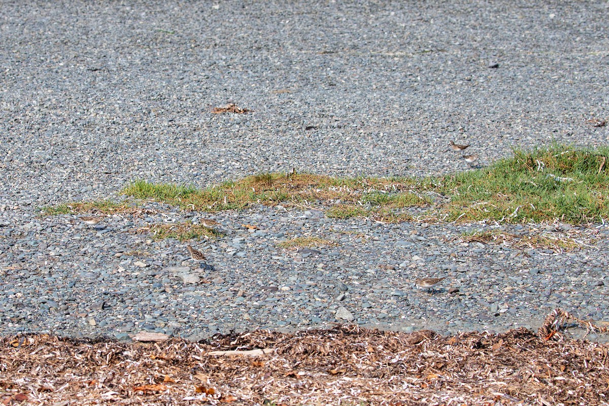 Least Sandpiper - ML641620257