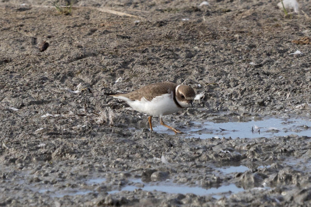 Semipalmated Plover - ML641620281