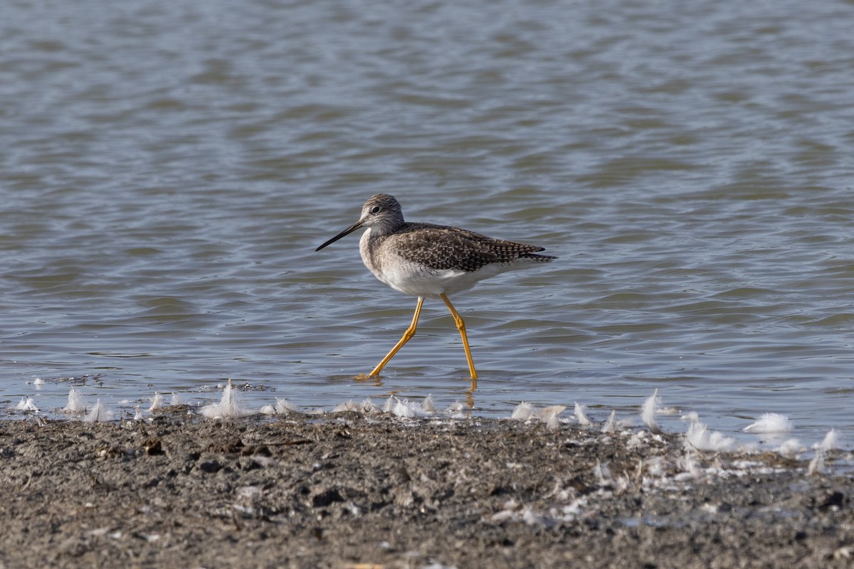 Greater Yellowlegs - ML641620287