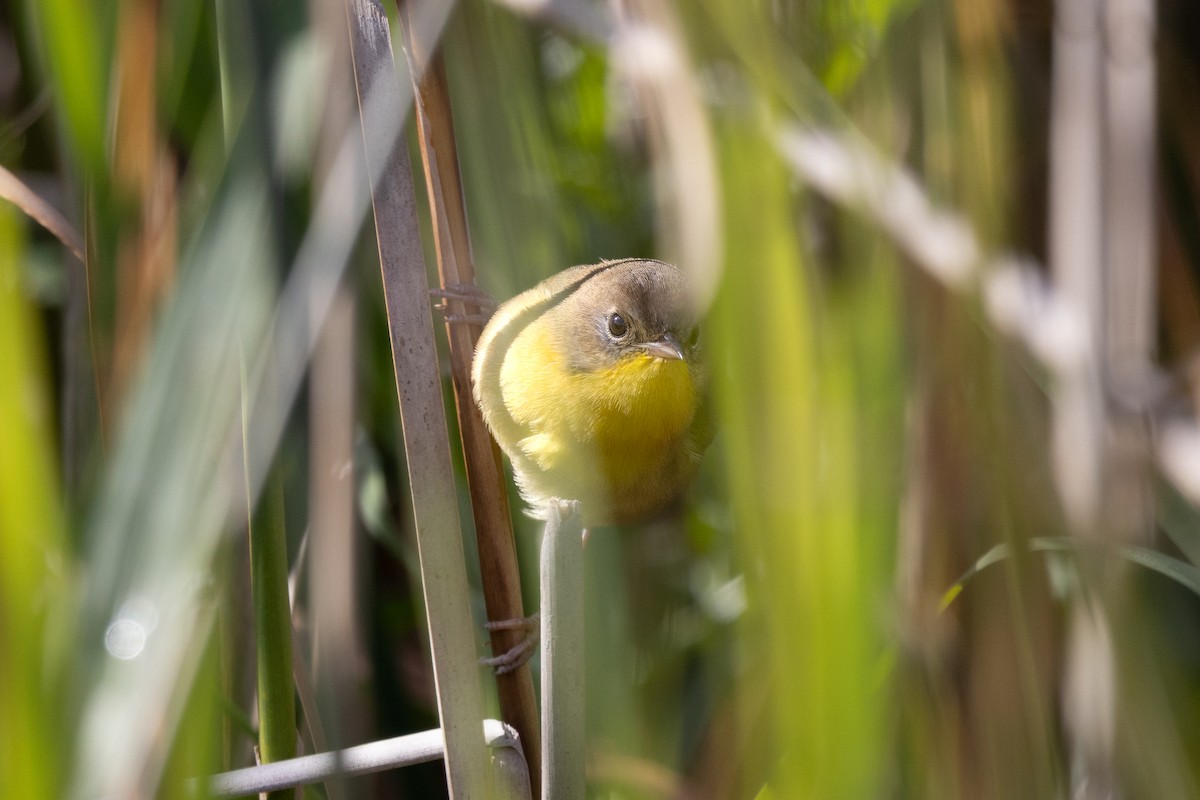 Common Yellowthroat - ML641620291