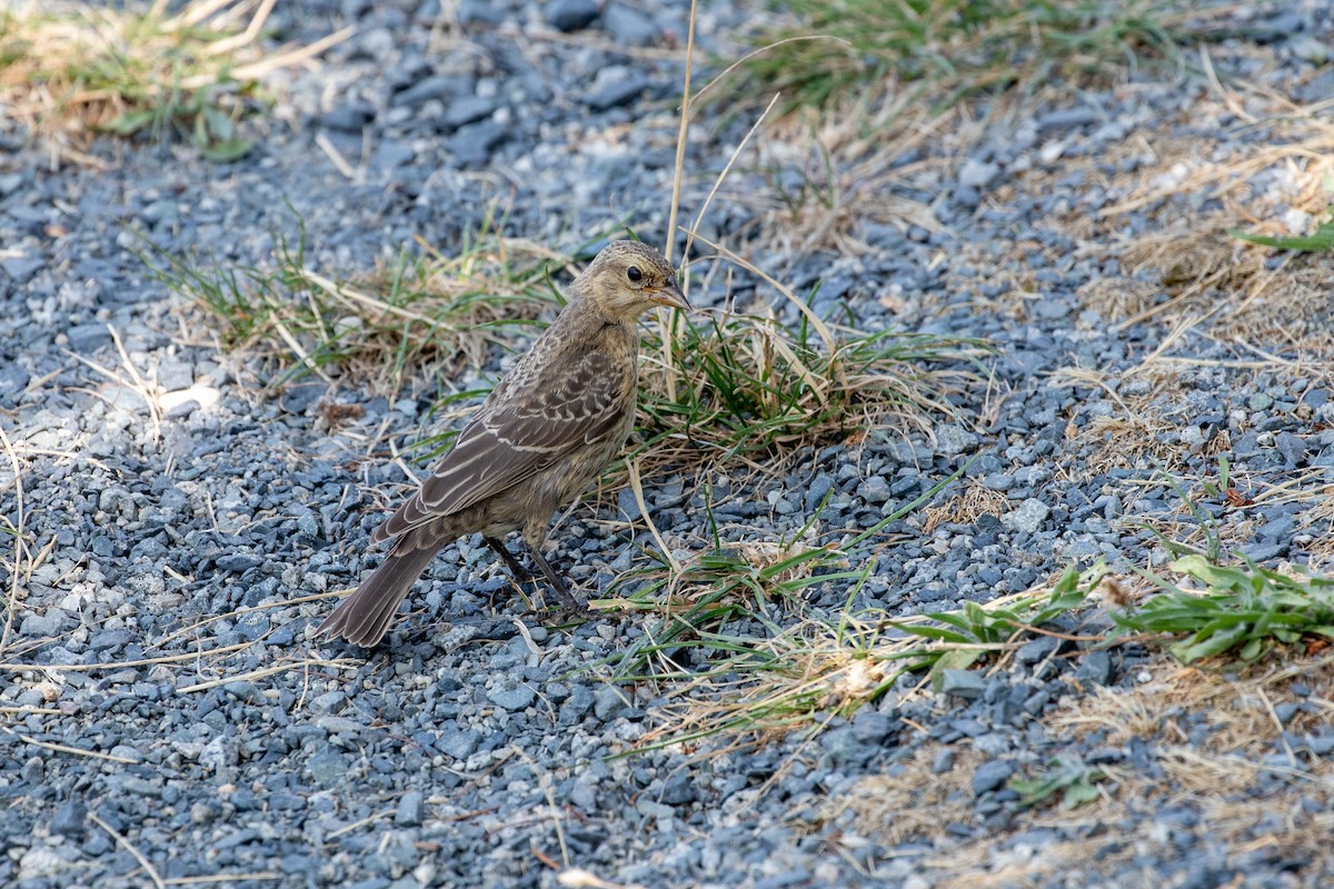 Brown-headed Cowbird - ML641620295