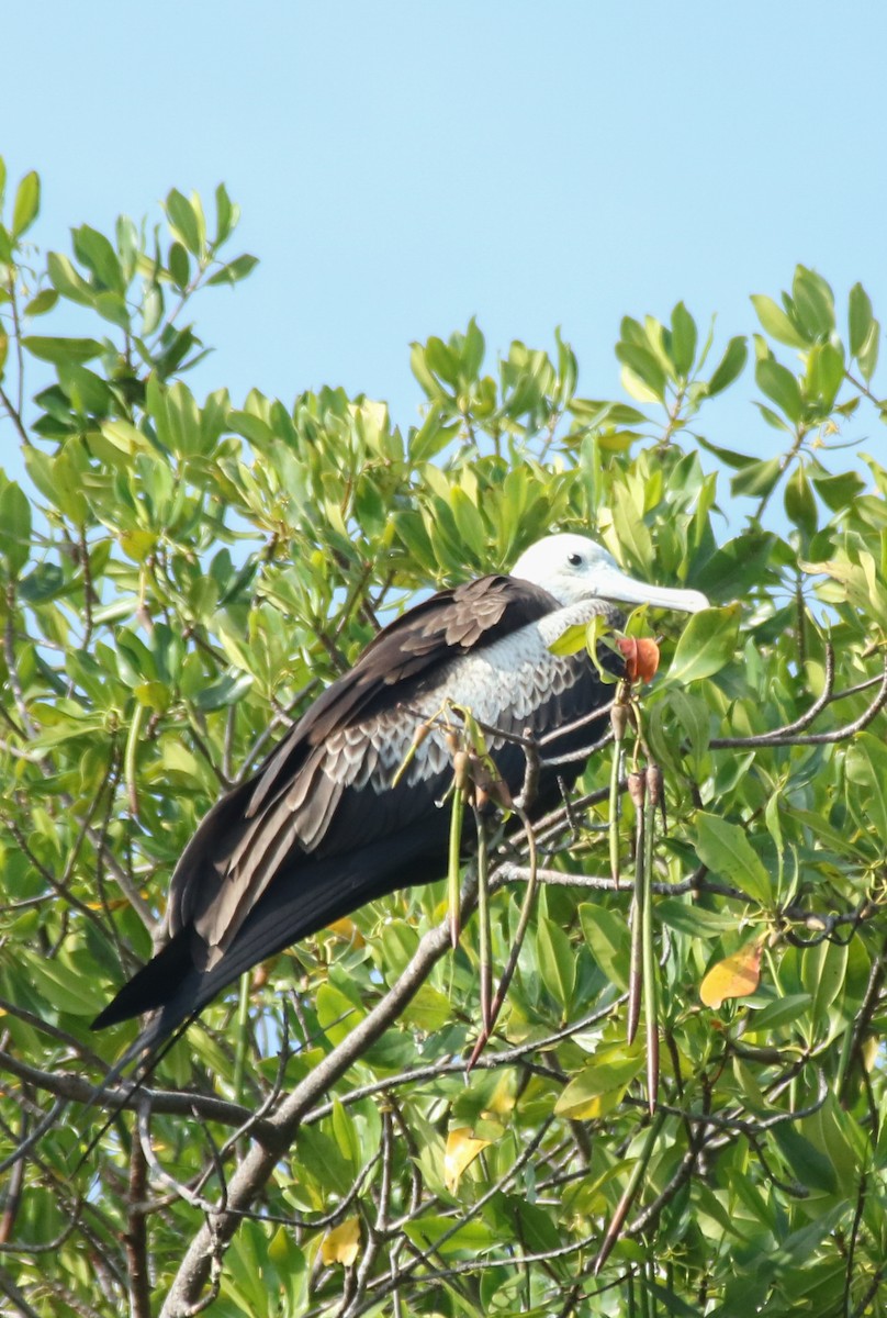Magnificent Frigatebird - ML641620300