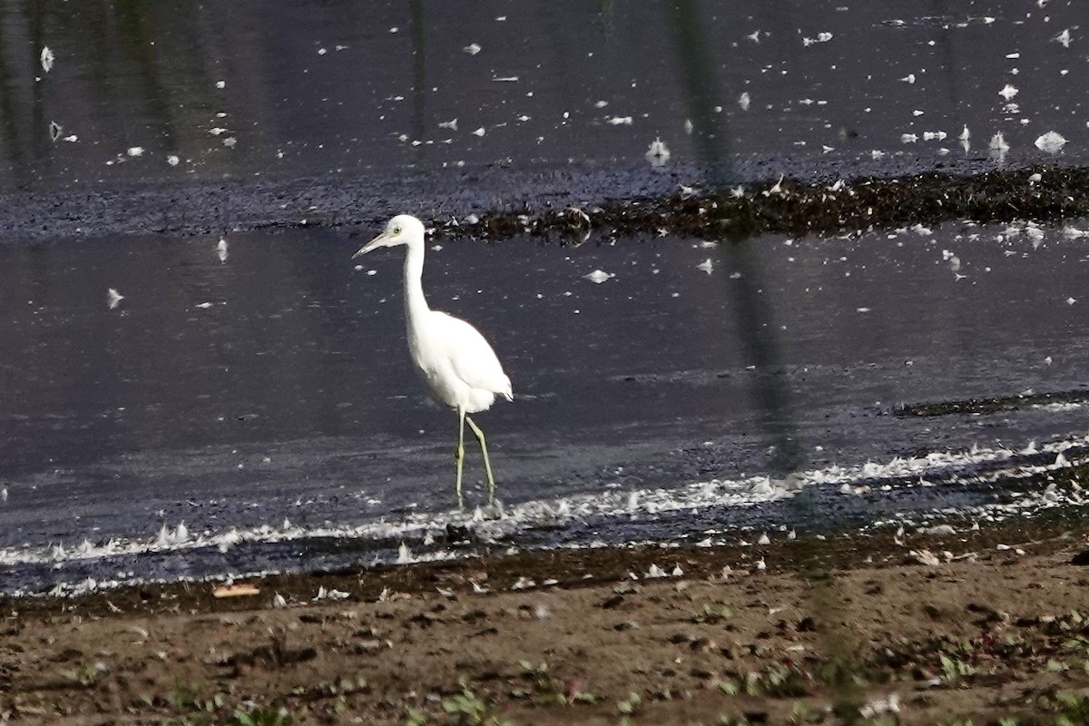 Little Blue Heron - ML641620303