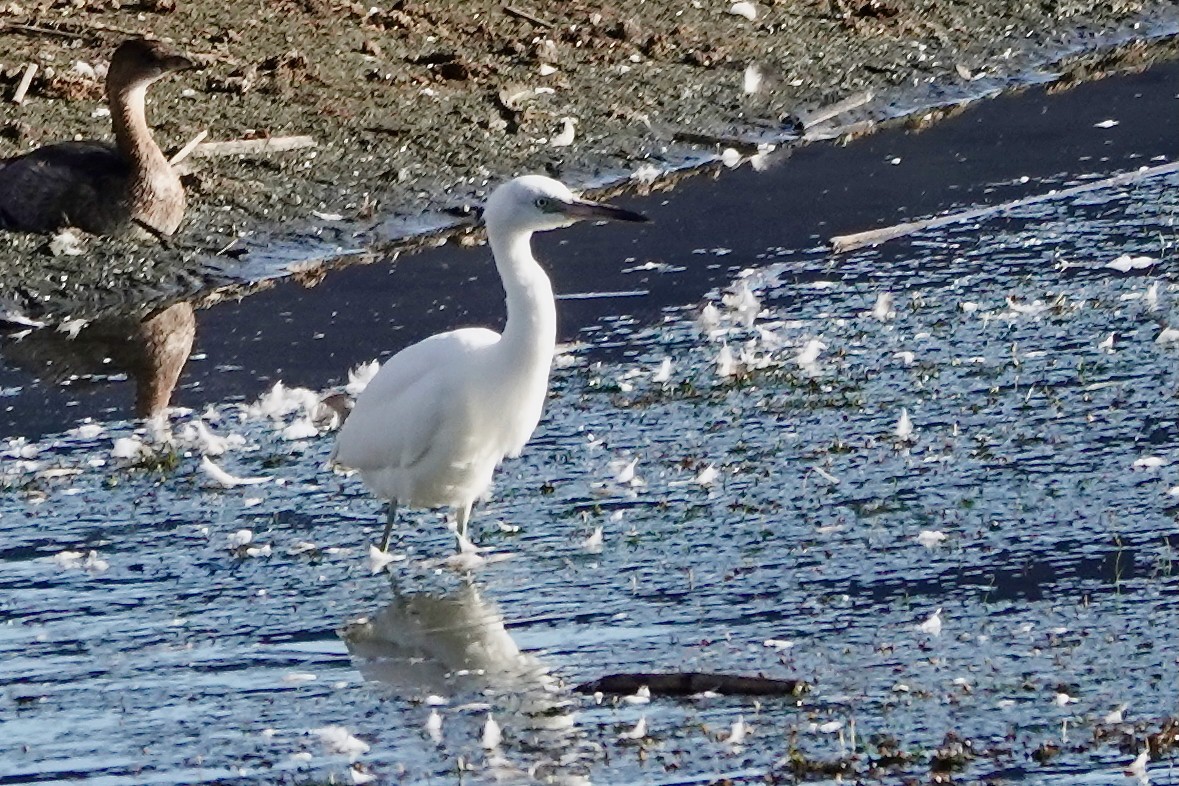 Little Blue Heron - ML641620304