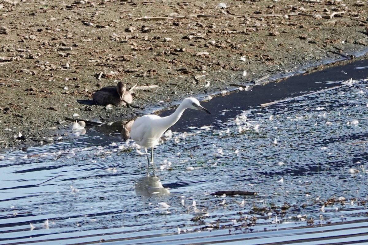 Little Blue Heron - ML641620305