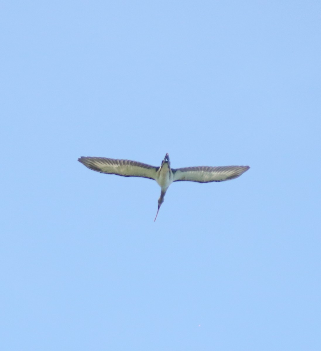 White Ibis - ML641620312