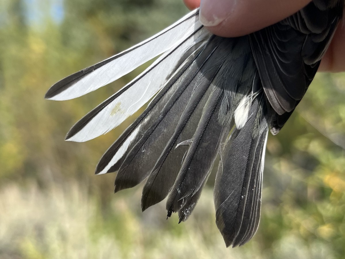 Townsend's Warbler - ML641620313