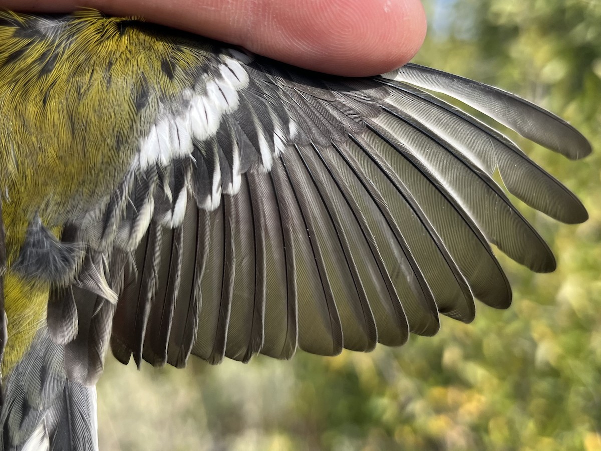 Townsend's Warbler - ML641620314