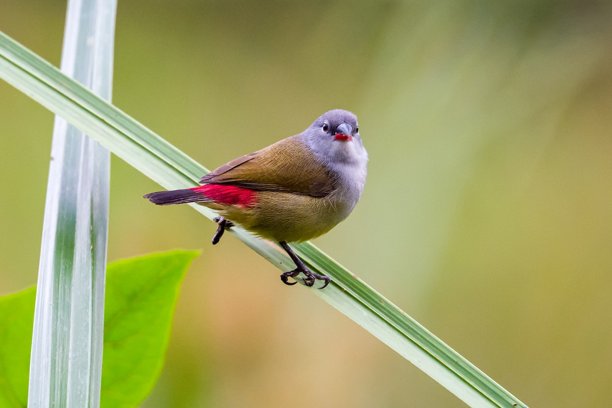 Yellow-bellied Waxbill - ML641620317