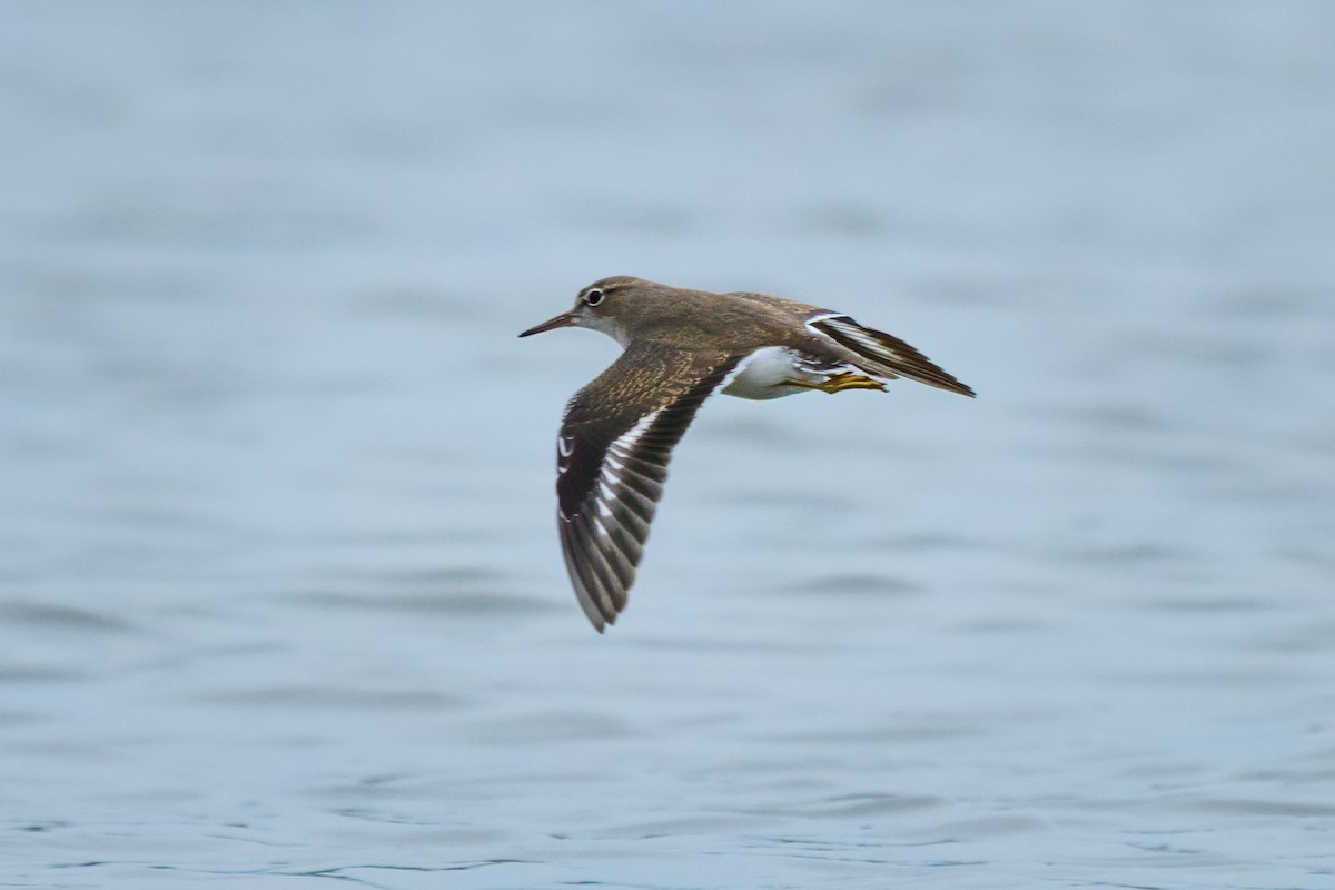 flekksnipe - ML641620318