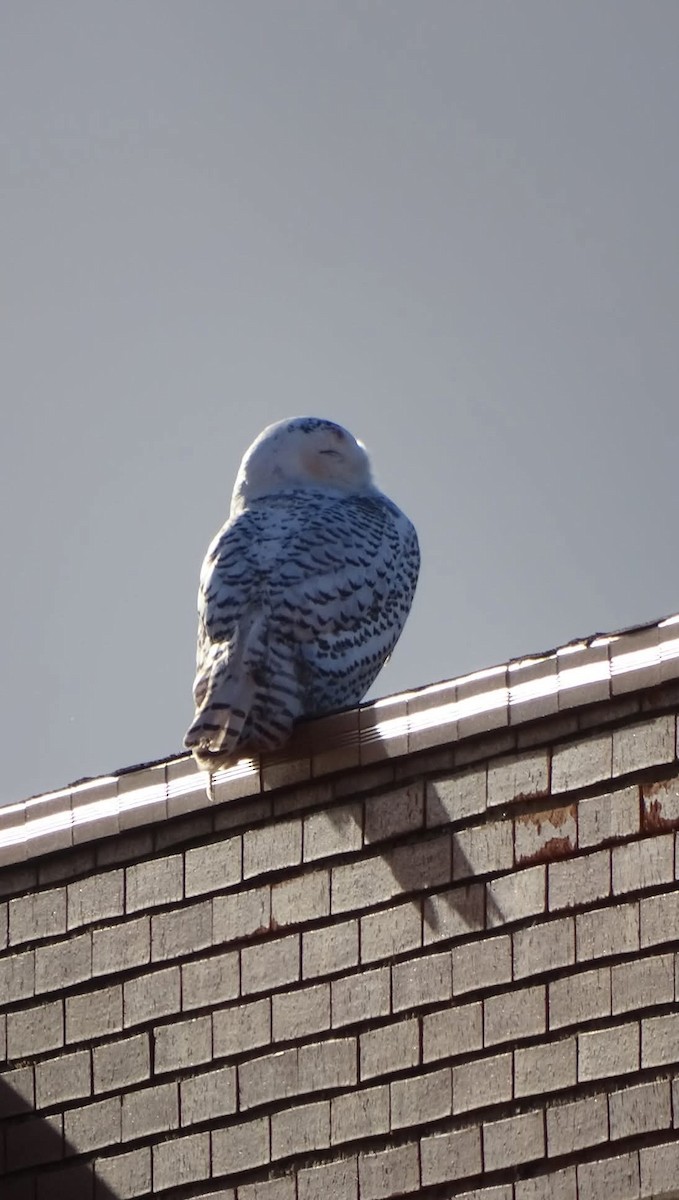 Snowy Owl - ML641620326