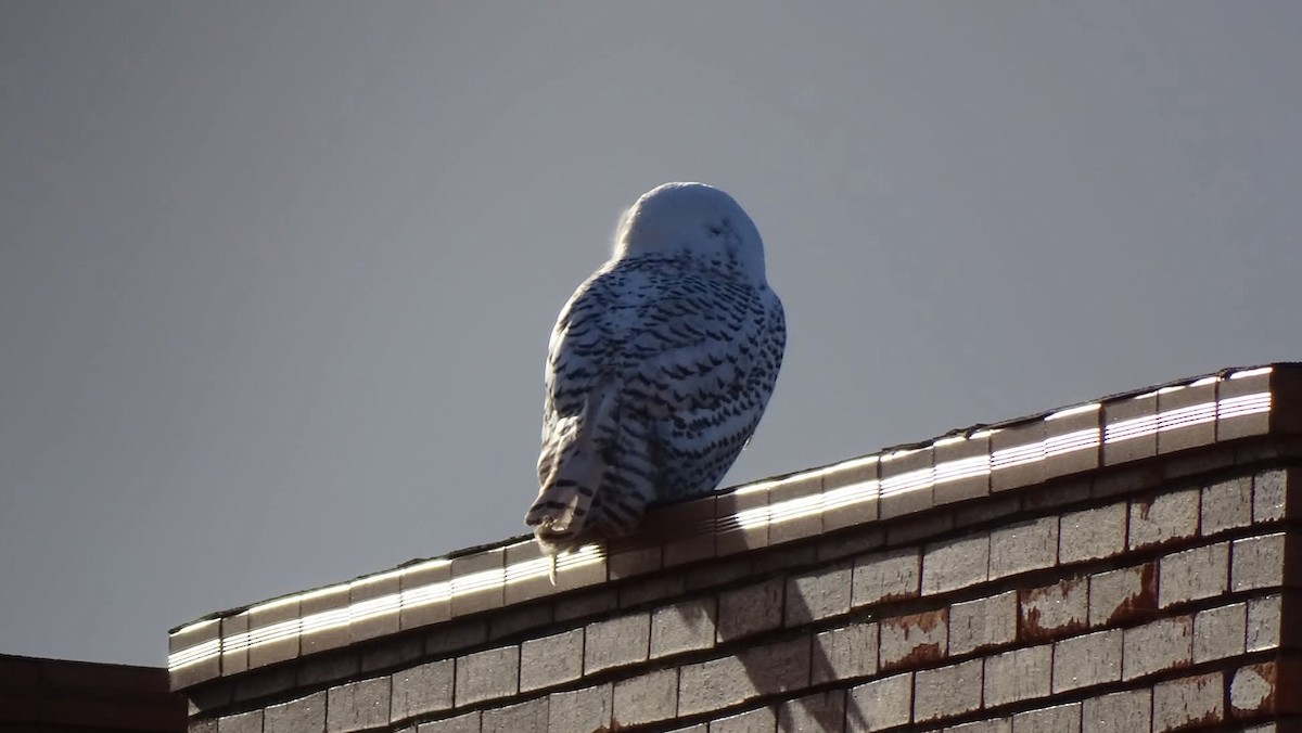Snowy Owl - ML641620327