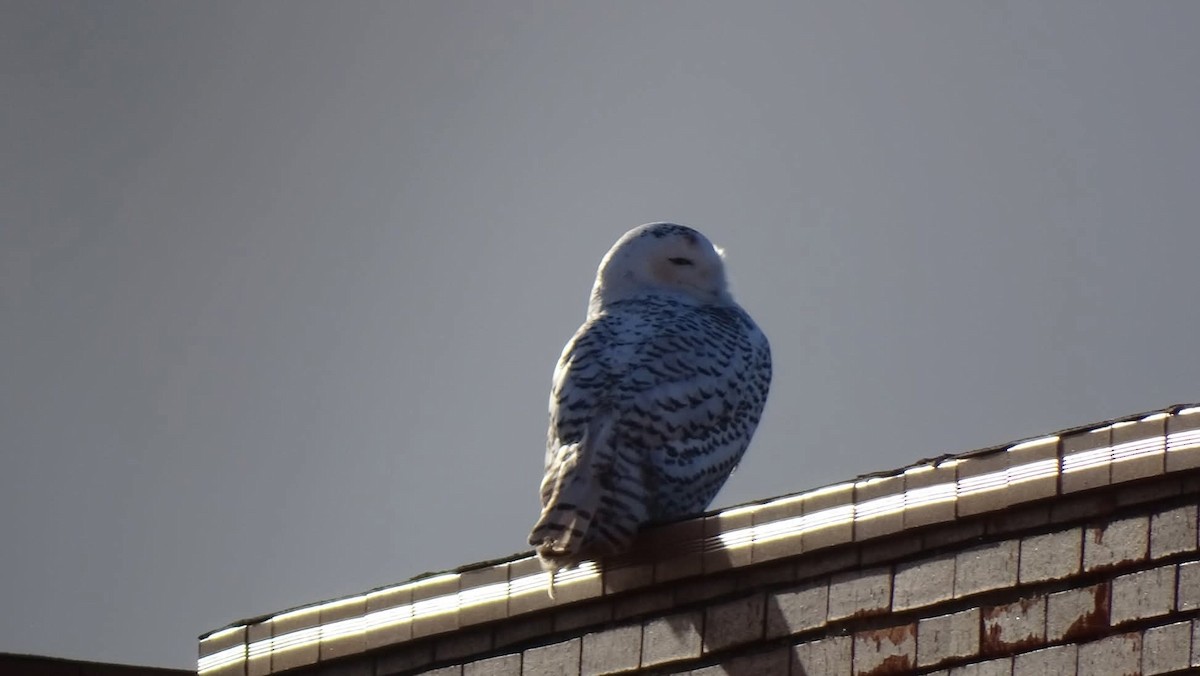 Snowy Owl - ML641620328