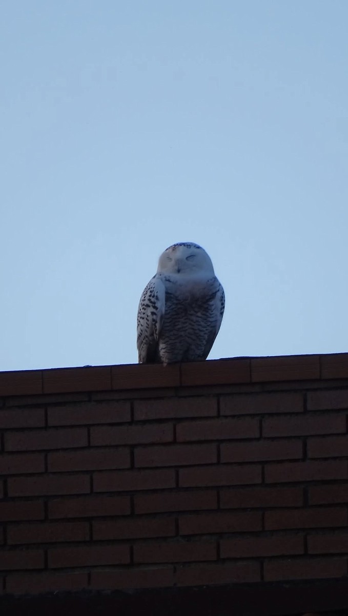Snowy Owl - ML641620329