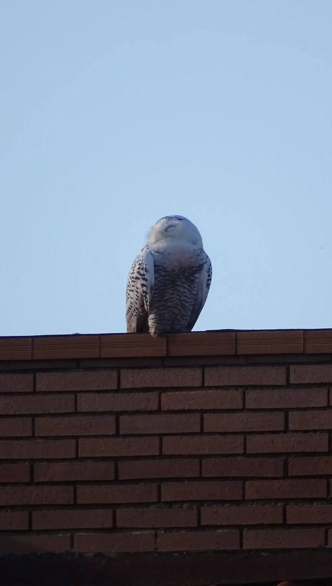 Snowy Owl - ML641620330