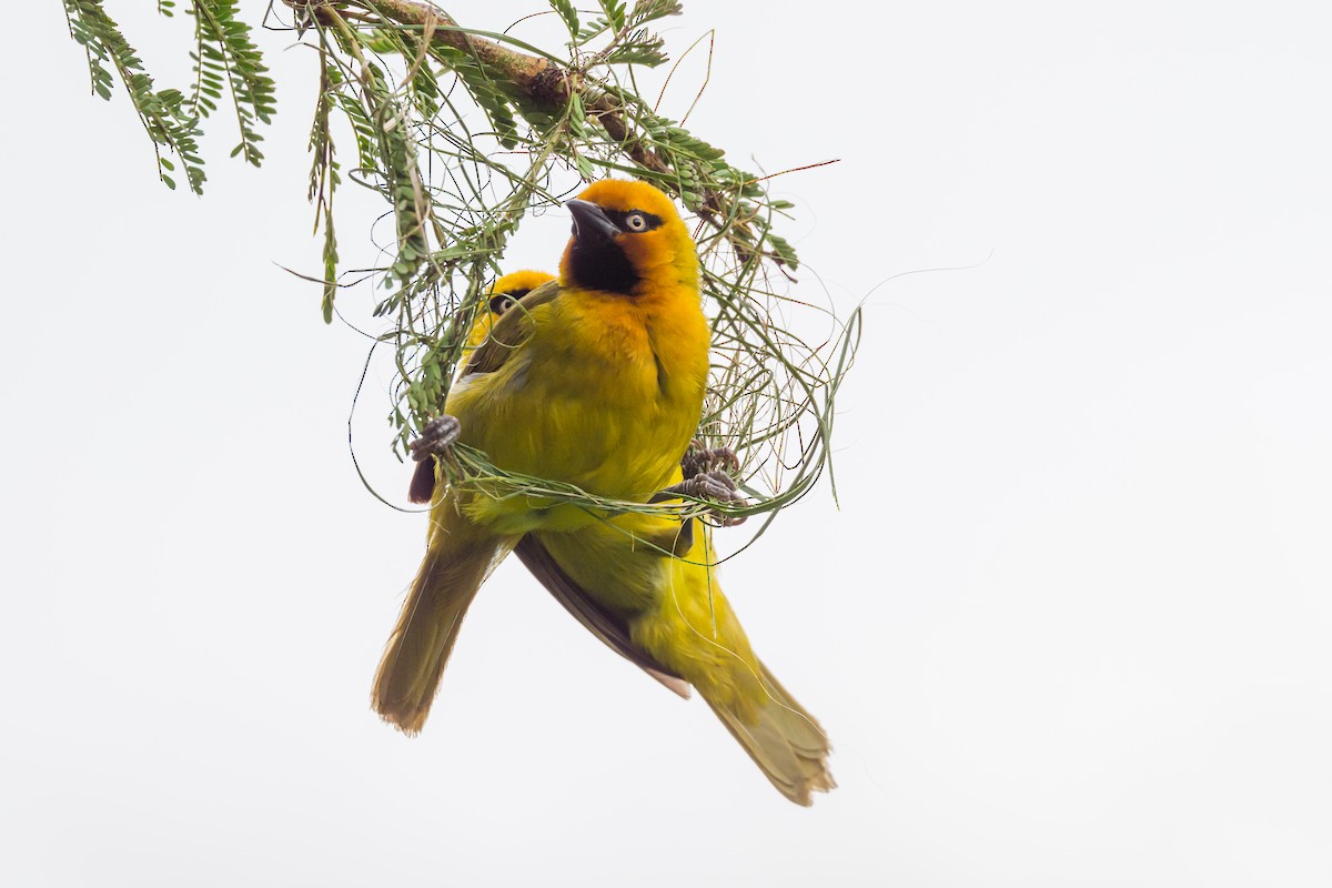 Spectacled Weaver - ML641620331