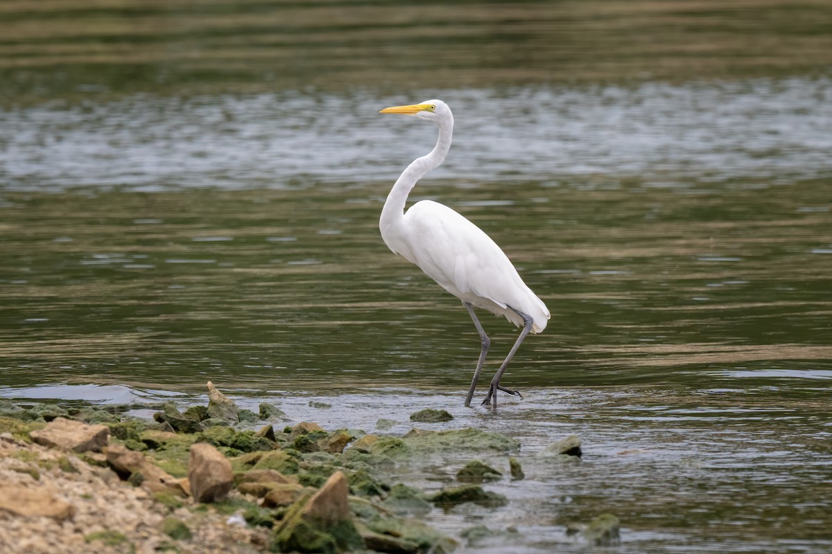egretthegre - ML641620336