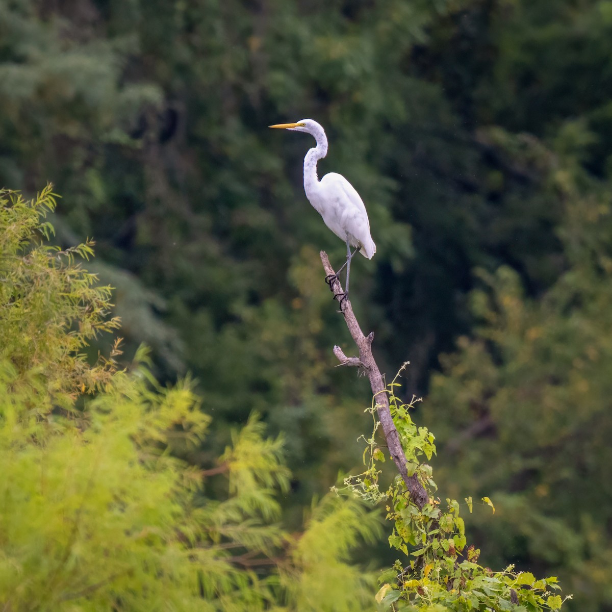 egretthegre - ML641620338