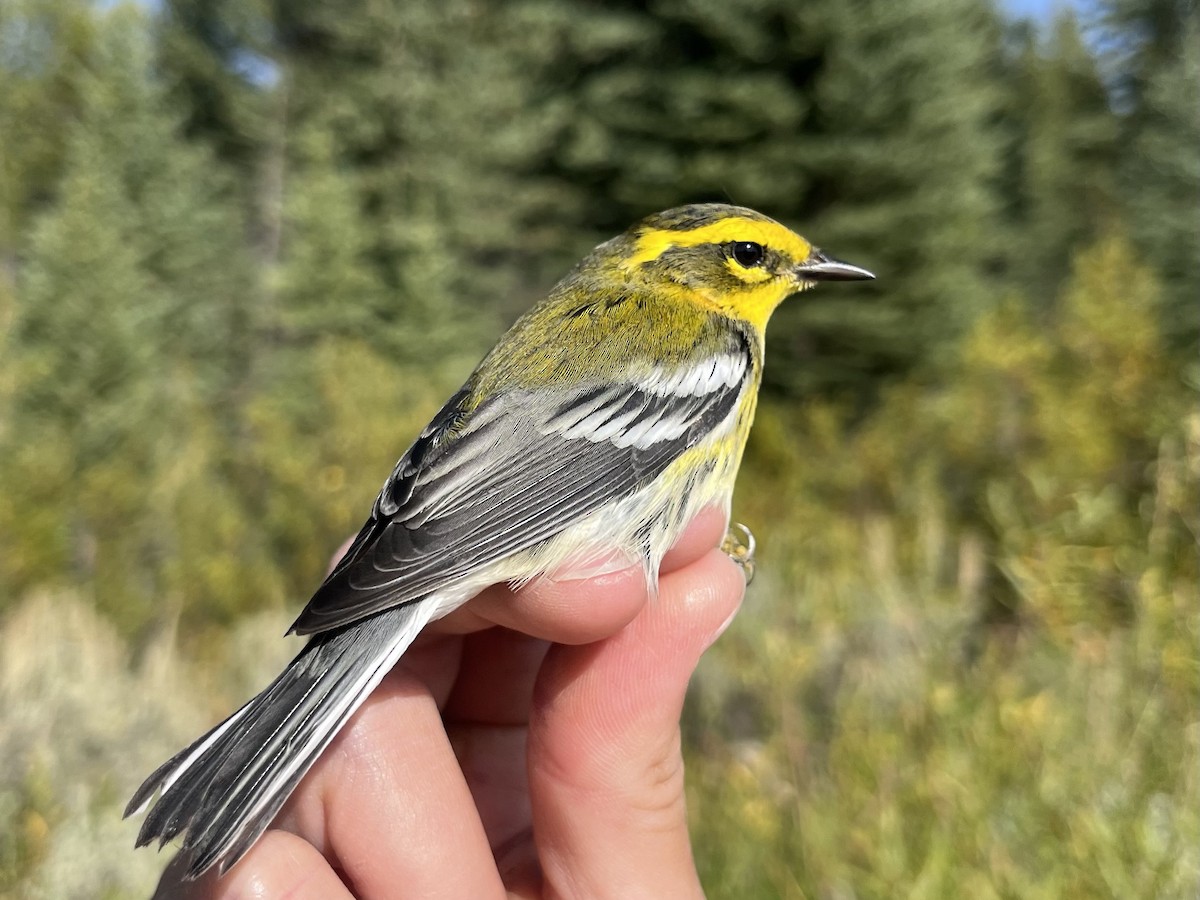 Townsend's Warbler - ML641620343