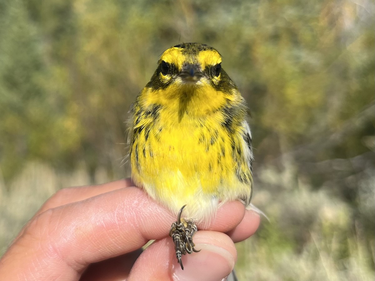 Townsend's Warbler - ML641620360