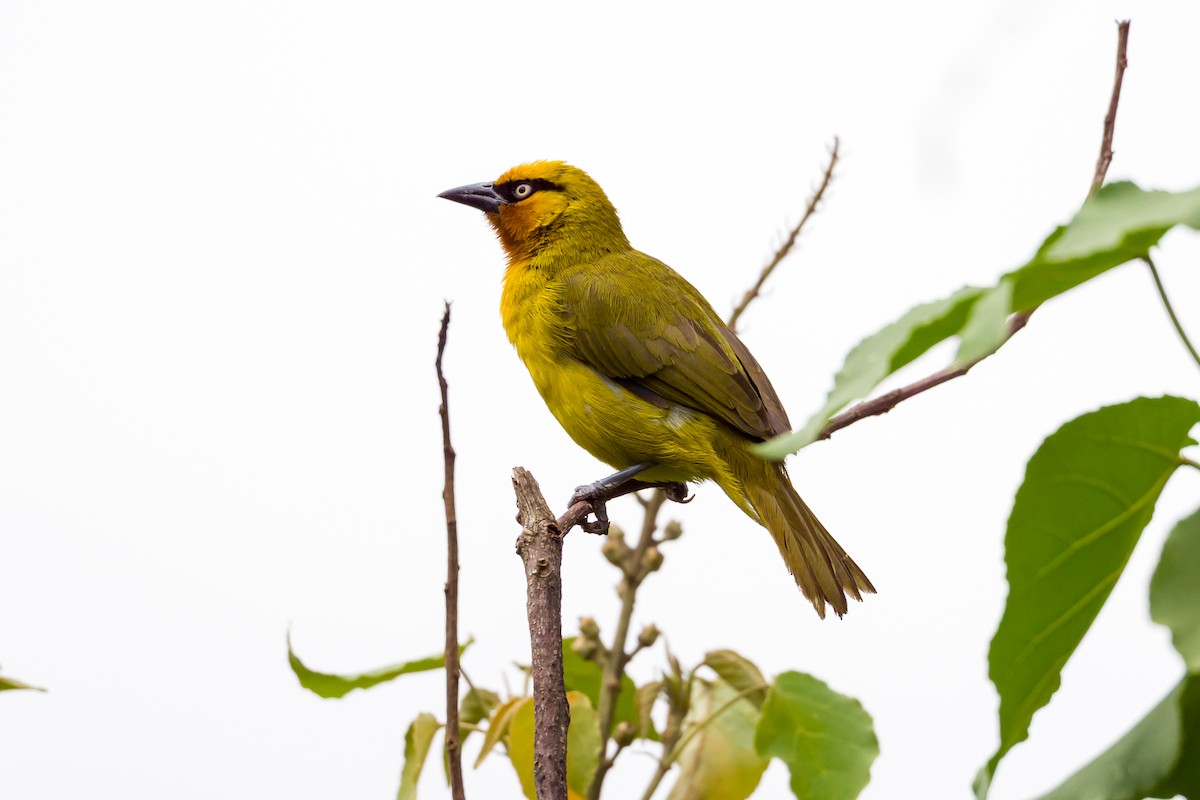 Spectacled Weaver - ML641620362