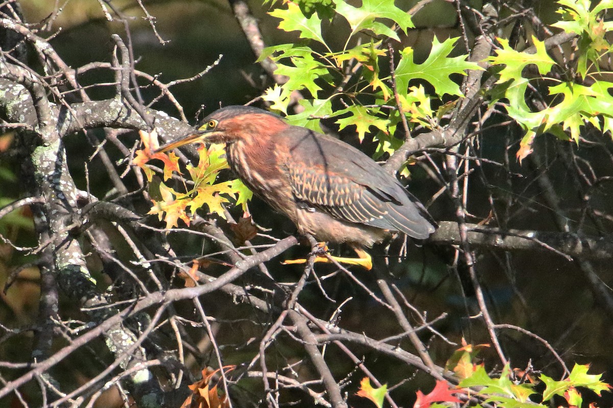 Green Heron - ML641620373