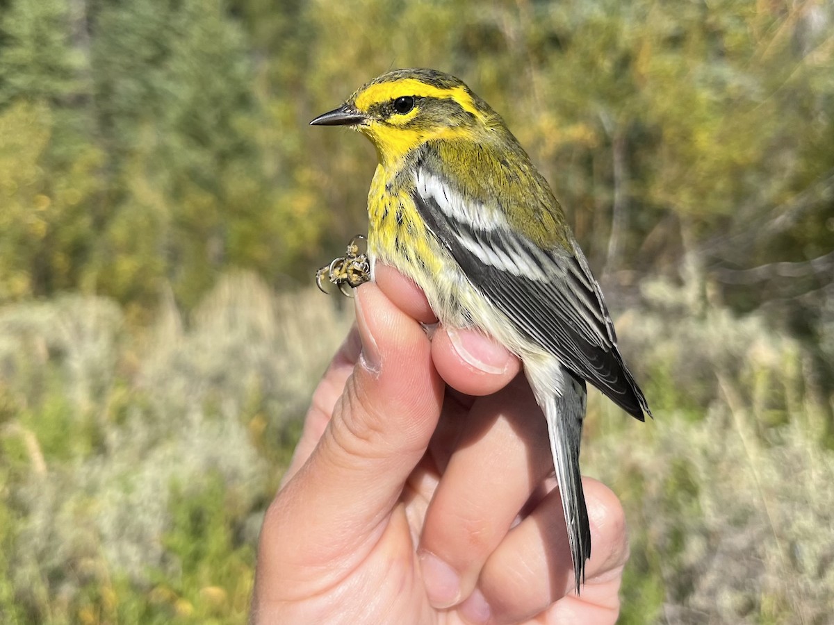 Townsend's Warbler - ML641620375