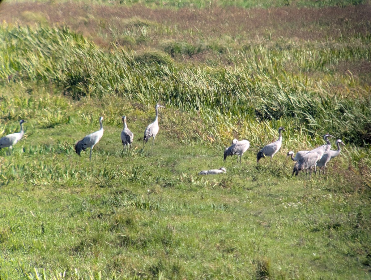 Common Crane - ML641620383