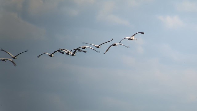 Common Crane - ML641620386