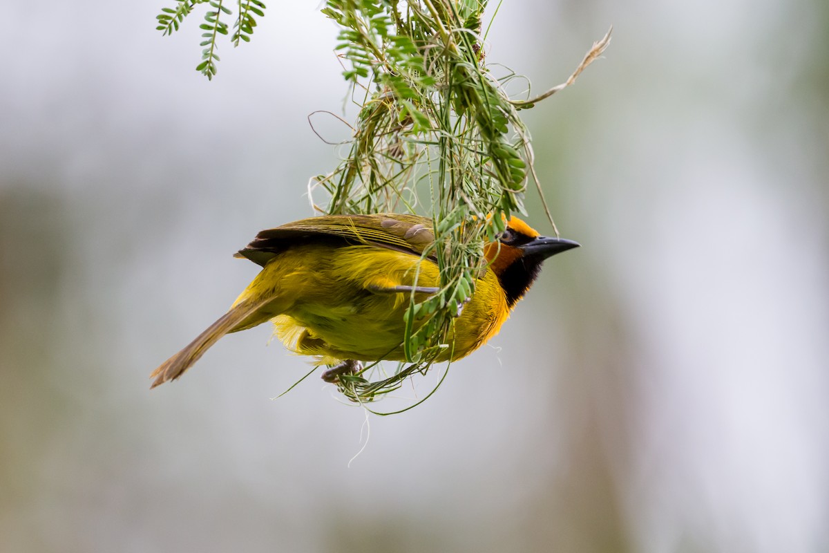 Spectacled Weaver - ML641620399