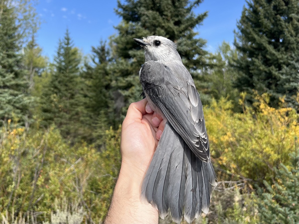 Canada Jay - ML641620400